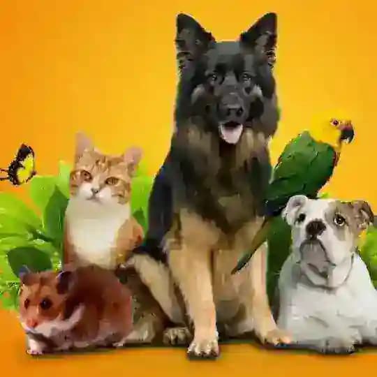 Pets shop | Пташиний ринок Profile