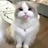 English Chatting 🌸 | Meow Group 🐾