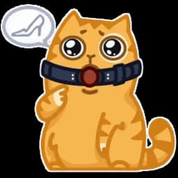 5 koteek serogo Profile