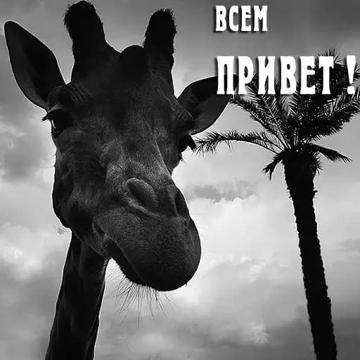 Investment-All.com | MAKSimusProfit black Profile