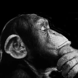 YANKEEMONKEY Profile