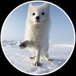 Arcticfoxcoming Profile