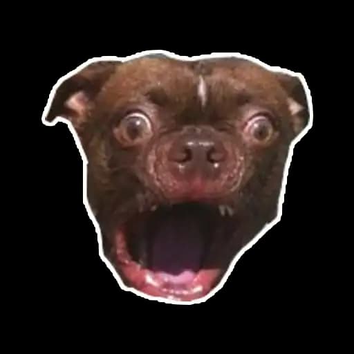 Больные собаки Profile