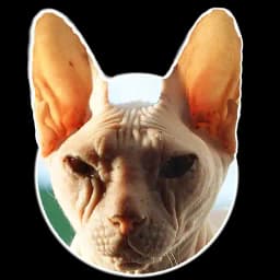 Котоплеш Profile