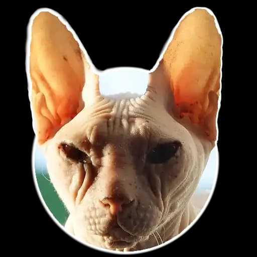 Котоплеш Profile