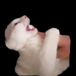 zalupa_kitty Profile