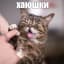 Lil_Bub