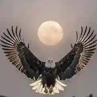 مٖؒـؒؔـٰٰـٖٖسٖؒـؒؔـٰٰـٖٖیٖؒـؒؔـٰٰـٖٖحٖؒـؒؔـٰٰـٖٖ Profile