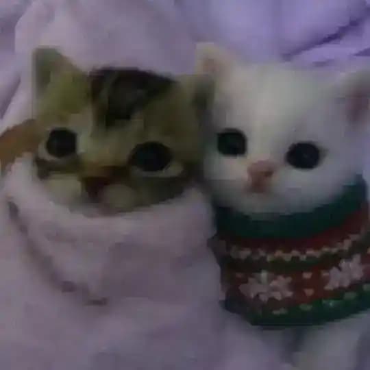 тейки нон популяр Profile