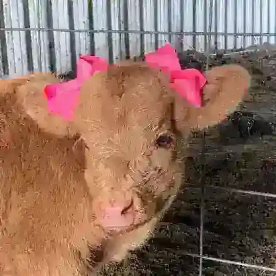 Ринах