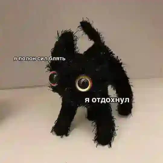 SEOлапки - как заставить кота сеошить Profile