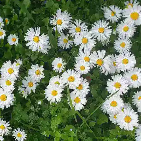 СВОя атмосфера Profile