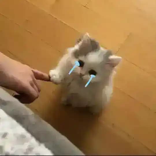π½πππππππΌπ½ πππππππ