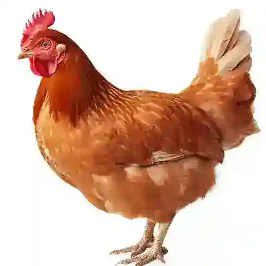 OMK Farm Official Group