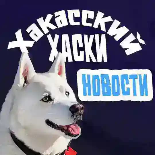 Новости | Хакасский хаски