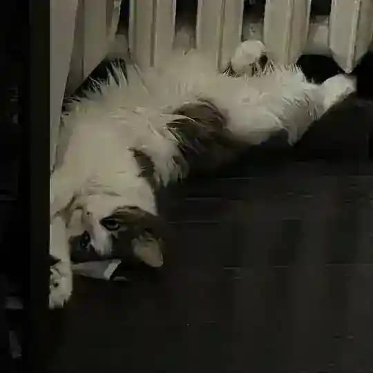 Лера Химера и 🐈