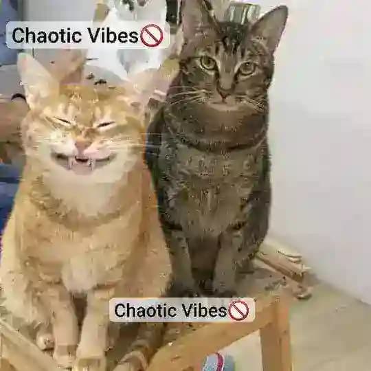 𝘾𝙝𝙖𝙤𝙩𝙞𝙘 𝙑𝙞𝙗𝙚𝙨💭 Profile