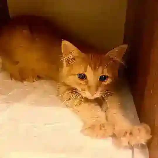 Пушистые бездомыши - berrycat.ru