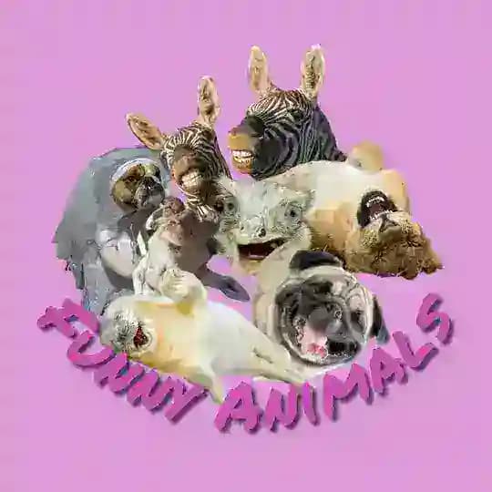 Funny Animals -животные, смешные животные, смешные видео, юмор, приколы, собаки, кошки, обезьяны.