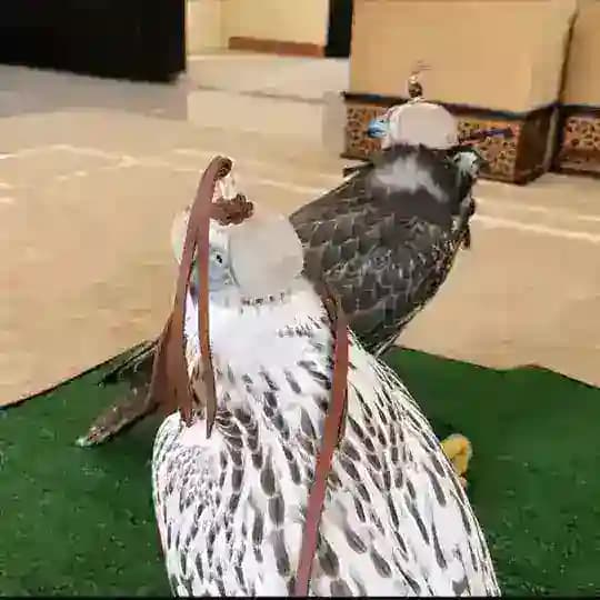 مدهـال . Profile