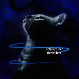 Tierbilder und Videos Profile