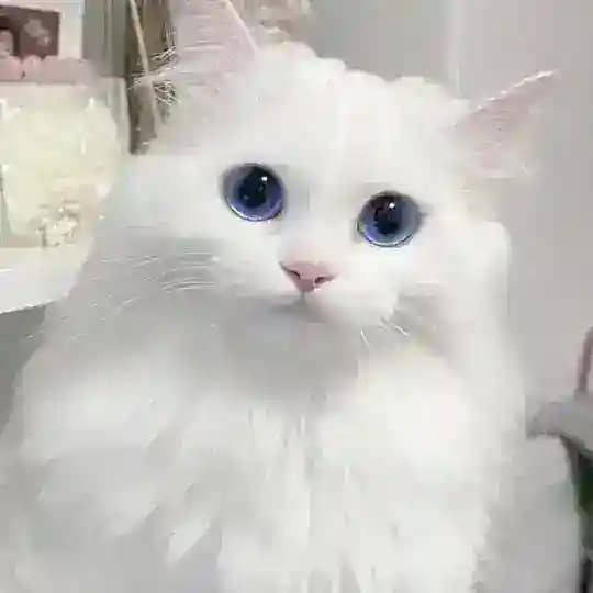 KUCING #MEDIA