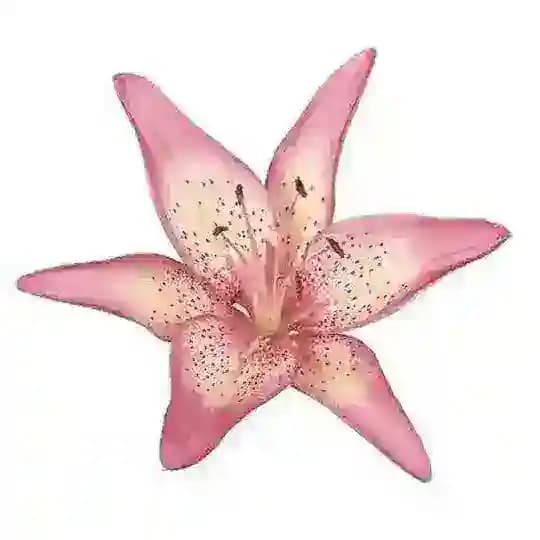 berryblosh