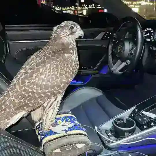 FALCONFX