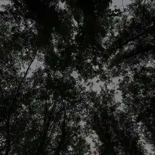 занне́с