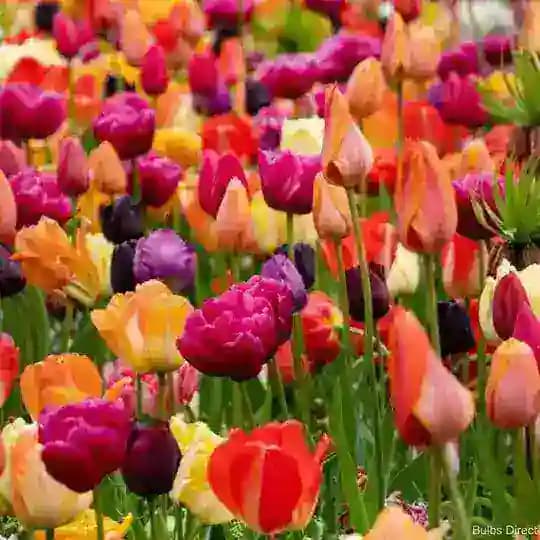 🥀 توليب غازي عنتاب 🌷