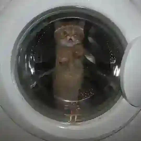 шприцова