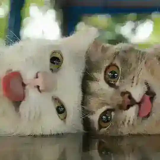 I'm a cat, mlem Profile