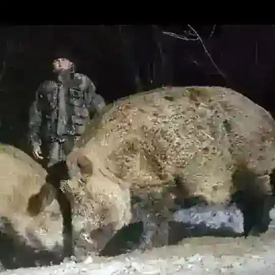 Кабан Фунтик