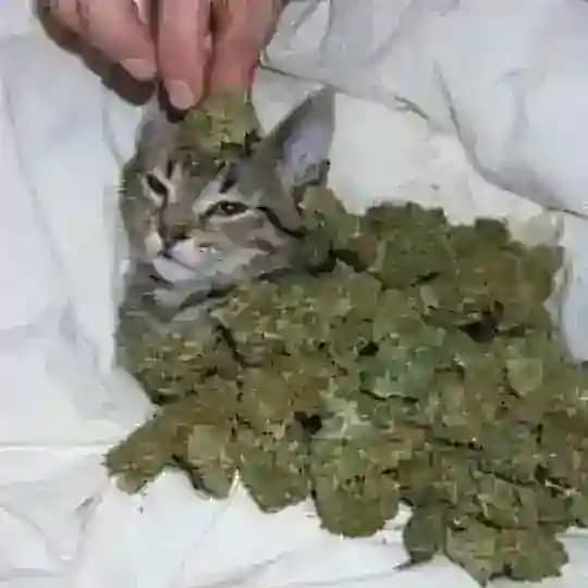 kind cat