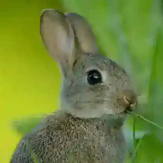 Кролик в твоём сердце