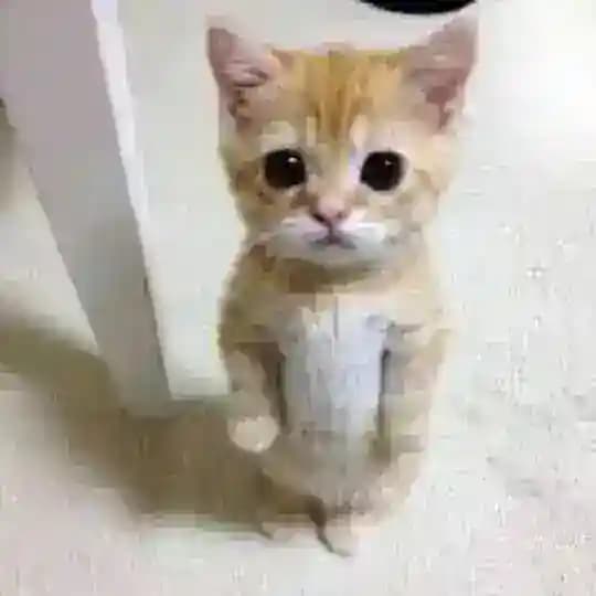 Link Geçme