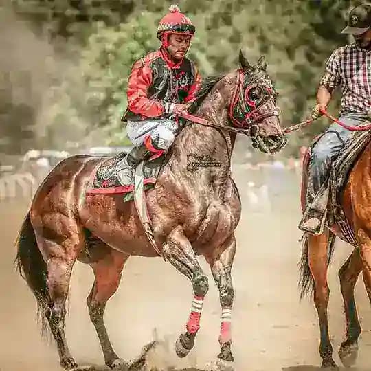 🏇 میدان اسبدوانی کشور 🏇