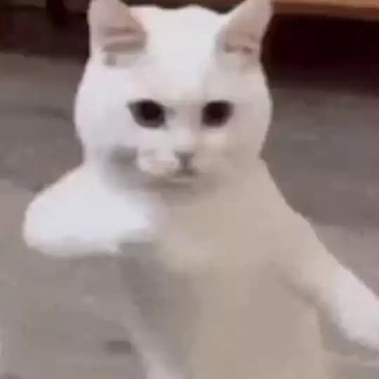 🔥 Estados WhatsApp 🔥 Profile