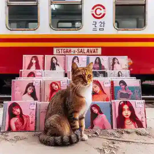 محافظ بات Profile