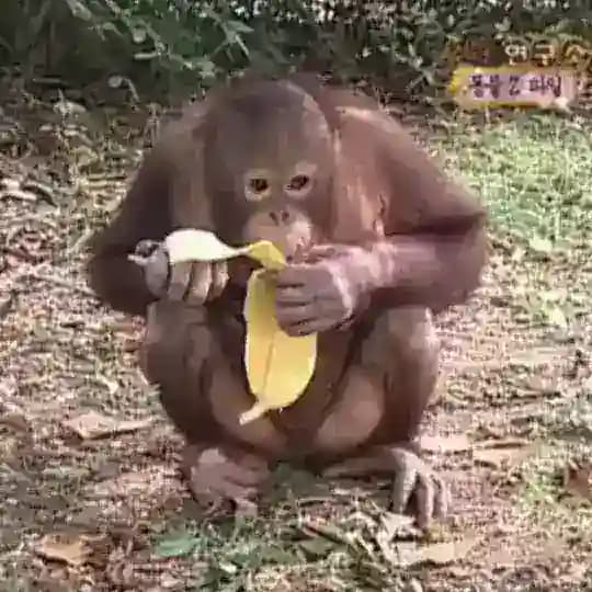 Monke behave your