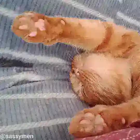 @sassymen - Отзывы и сделки