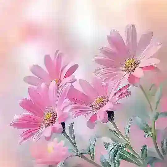 خلفيات حالات واتس صور بروفايل