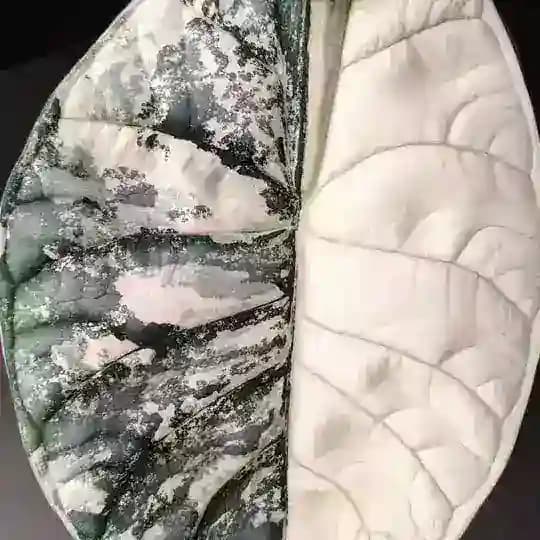 PLANTS_KBR