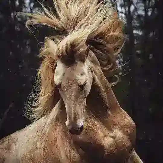 أجملُ ما قيلَ من شعرِ العرب