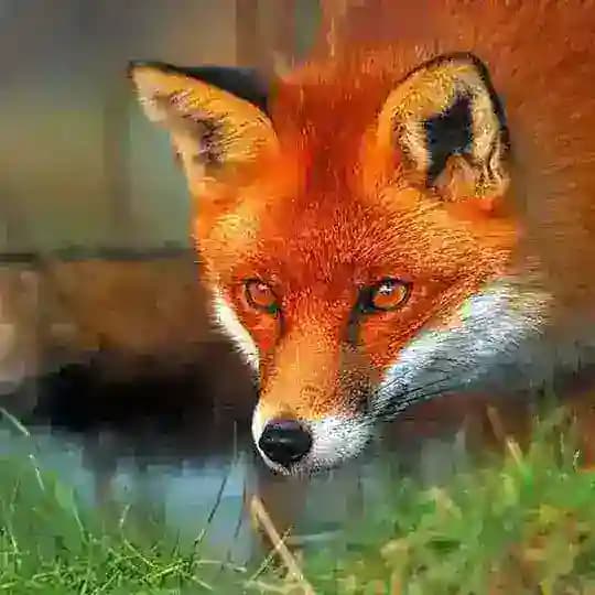 🦊روباه🦊(زاپاس)