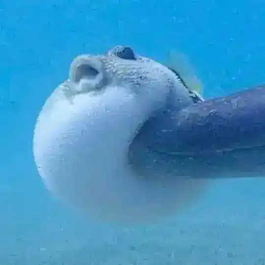 sakana 🐟