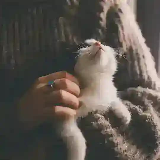 سایـــ🦋ــه