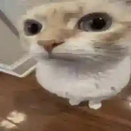 silly cats daily & cf
