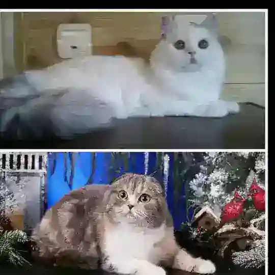 Cattery Sckotish and Highland fold and strait, Mainecoon SMIT CATS