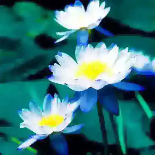 نیلوفر آبی 🩵